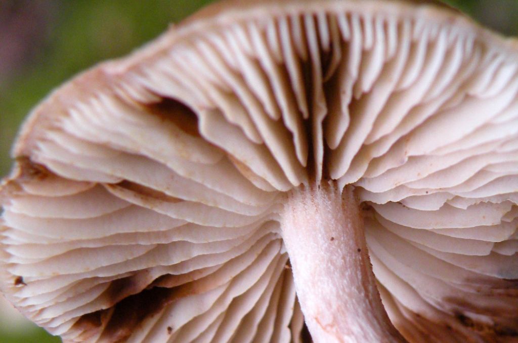 Pu� essere Gymnopilus penetrans?